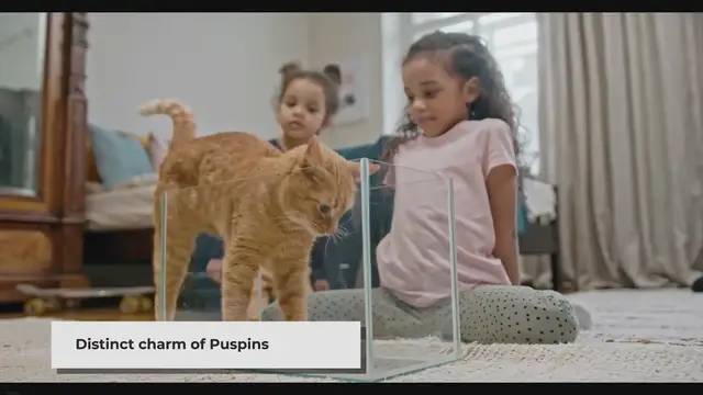 'Video thumbnail for Puspin Cat Personality: Understanding Their Behaviour, Grooming Needs, and Health'