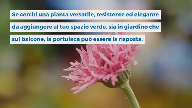 Video thumbnail for Tutti i motivi per coltivare la portulaca in vaso e come farlo