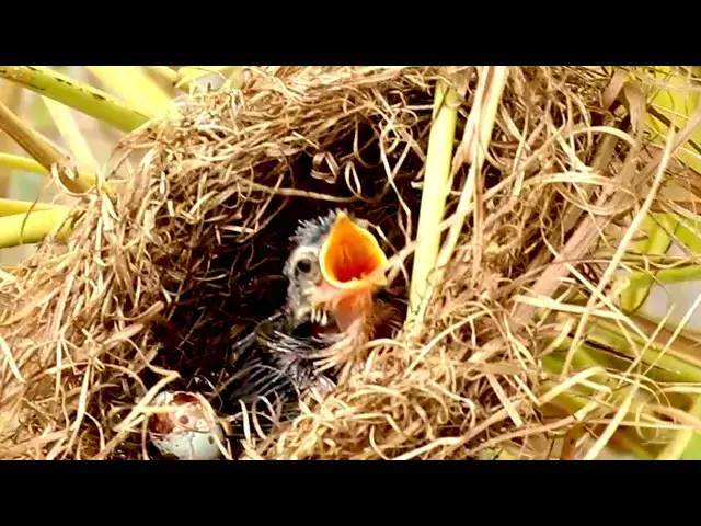 Video thumbnail for Cuteness Overload: Hungry Nestlings Beg for Food