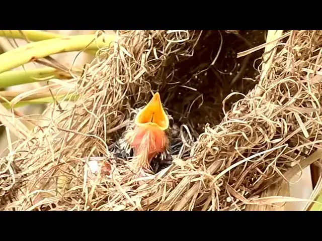 Video thumbnail for Feathered Family: Adorable Nesting Birds