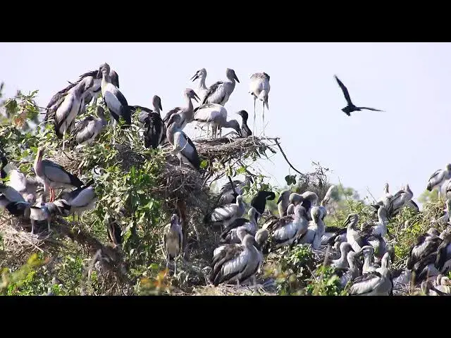 Video thumbnail for Flock to the Tree: 2025's Bird Paradise