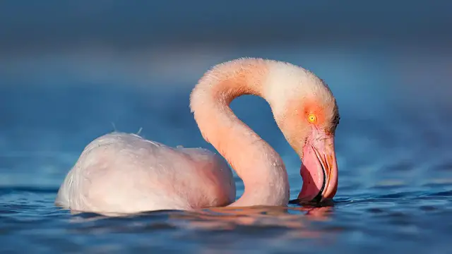 Video thumbnail for Flamingo Symbolism