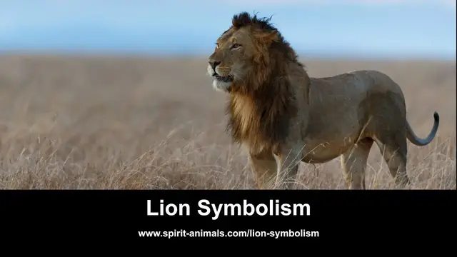 'Video thumbnail for Lion Symbolism'