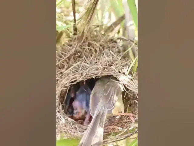 Video thumbnail for Wild babies Eat Food on Nest EP052 #bird #birds #birdnest #birdwatching #shortvideo #bikelover #catc