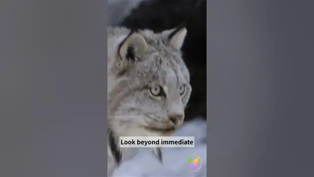 'Video thumbnail for A Short Message from Lynx'