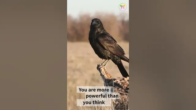 'Video thumbnail for A Message from Raven'