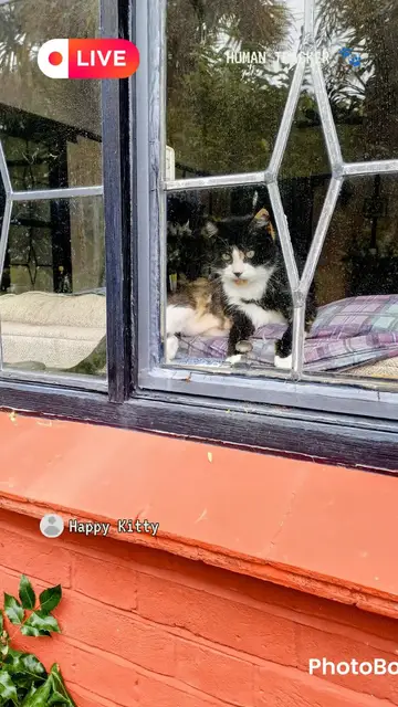 Video thumbnail for Cat