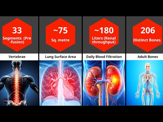 Video thumbnail for Human Body in Numbers|| One to Quadrillion in 90 Seconds || @biologyexams4u