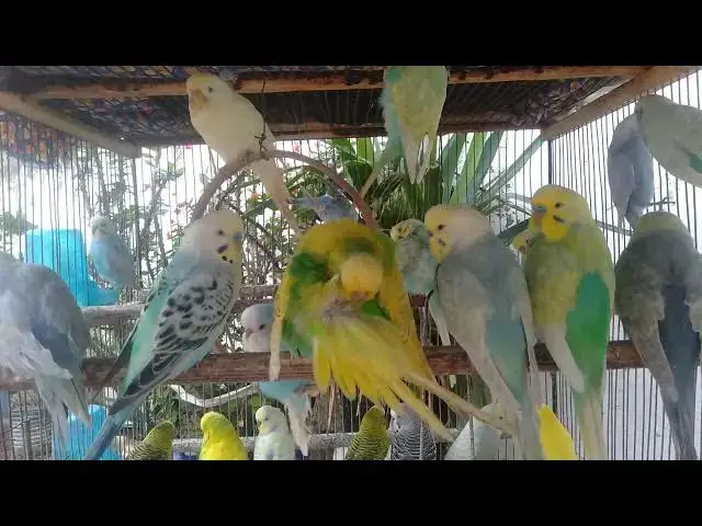 Video thumbnail for 🎶 “Canto natural para relaxar, estudar ou meditar 💚”