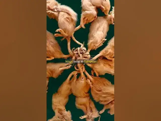 Video thumbnail for RAT KING The Grotesque Mystery of Tangled Tails