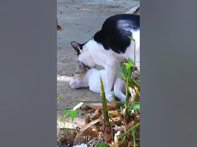 Video thumbnail for Top Cats EP.011 #cat #shortcat #catchcatch #bitcat  #animals #cute #catlover  #cutecat