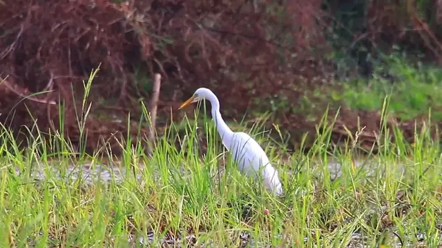'Video thumbnail for White Wild bird stay in grass wait catch fish eat'