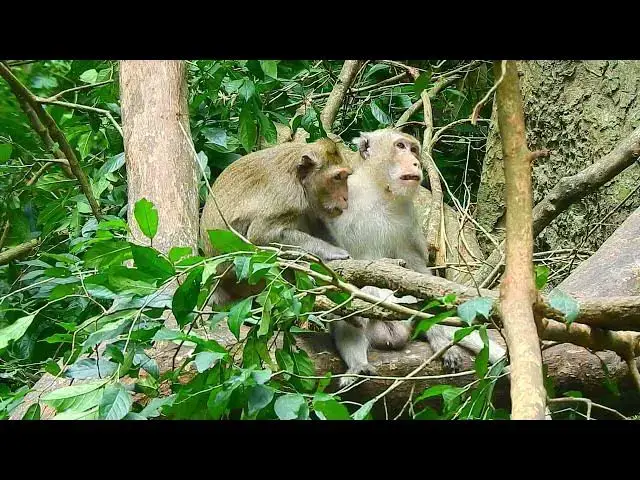 Video thumbnail for Forest lifestyle #monkeysr