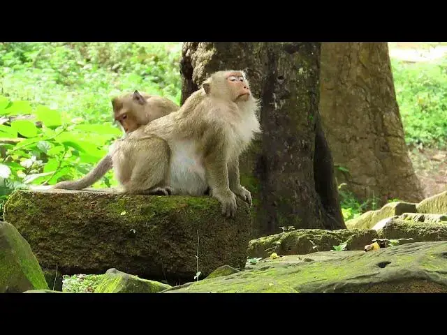 Video thumbnail for Monkey morning#animallife #nature