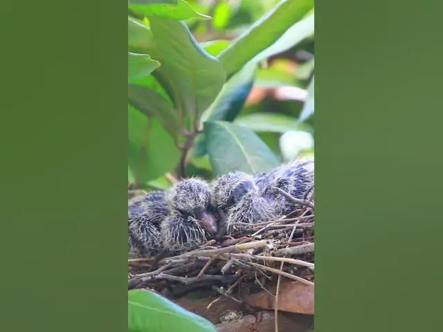 Video thumbnail for Omg Dove Bird   #babyanimal #nature #avian #babybird #rainsounds #avianlife #birds #avianworld