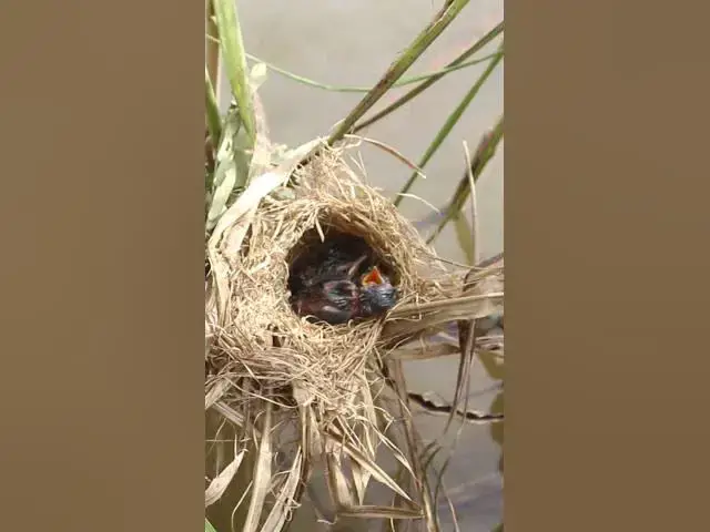 Video thumbnail for tOP Bird  feed Short