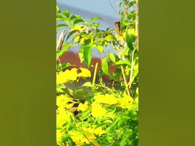 Video thumbnail for Small Wild Bird Bird  EP 033 #birdnest #bird #birds #bestbird #birdofwast #birdnest