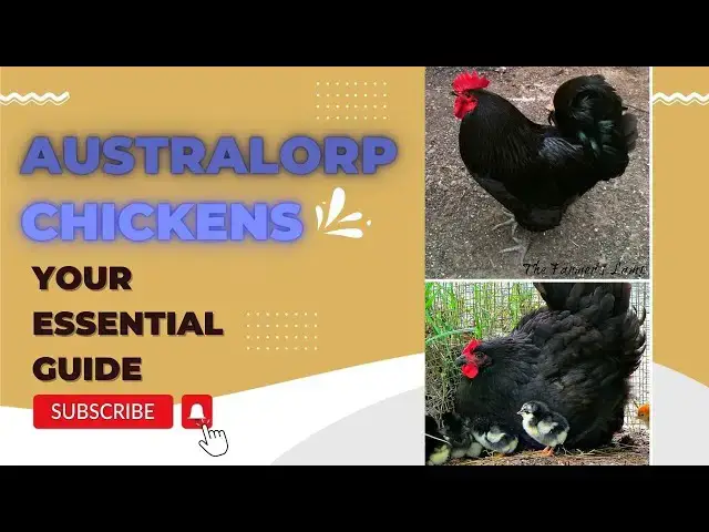 'Video thumbnail for Australorpe Chicken Breed'