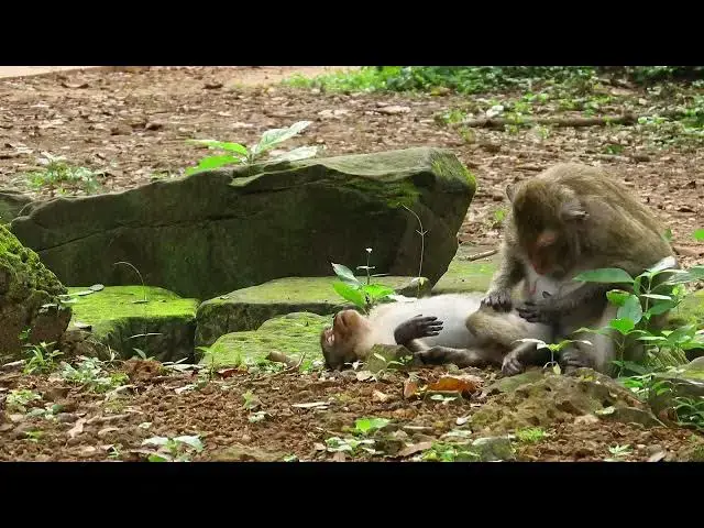 Video thumbnail for What Are They Doing Monkey#wildlifeentertainment #babymonkey #cuteanimals #monkey