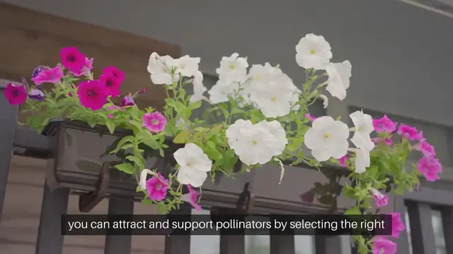 Video thumbnail for Pollinator Plants for Small Spaces