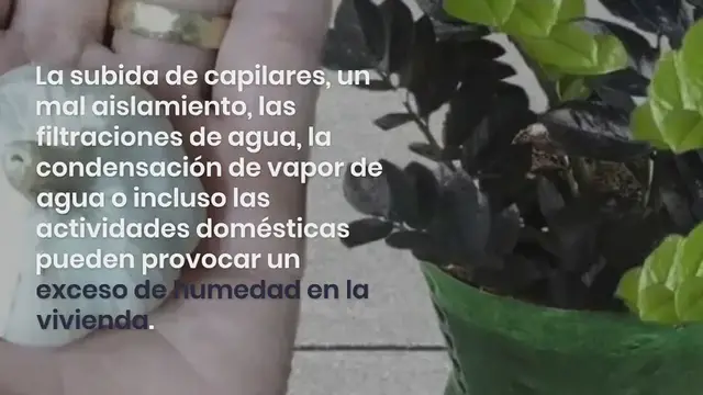 'Video thumbnail for 10 plantas que absorben la humedad en la casa en invierno:'
