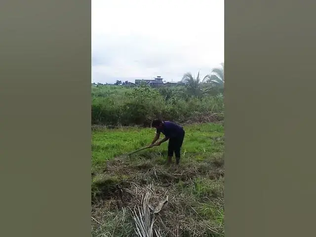 'Video thumbnail for February 4, 2025 (4th day) planting tanglad... Tawakaltu illawllah'