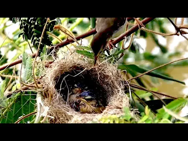 'Video thumbnail for Wildlife cuckoo bird feed it now, Cuckoo sparrow bird eat now'