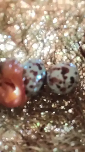 Video thumbnail for #egg #nestegg #egglaying #birds #nestling #eggproduction #nature #nest #birdslover #nestling