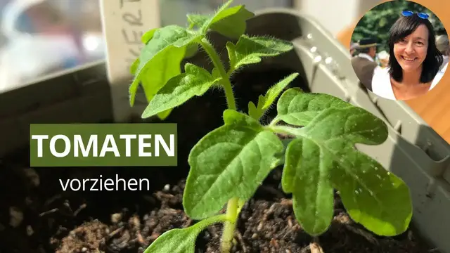 'Video thumbnail for Tomaten erfolgreich vorziehen: Schritt-für-Schritt-Anleitung für die Anzucht'