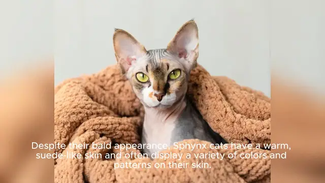 'Video thumbnail for Sphynx'