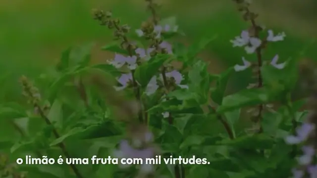 Video thumbnail for Coloque uma semente de limão em um copo de água: o truque brilhante que facilita sua vida