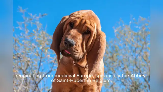 Video thumbnail for Bloodhound