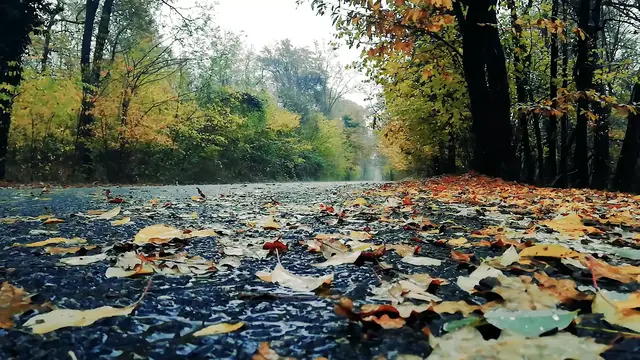 'Video thumbnail for Rainy Trail'