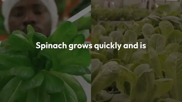Video thumbnail for 12 Essential Plants to Start Growing in January