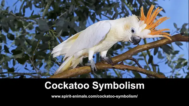 Video thumbnail for Cockatoo Symbolism