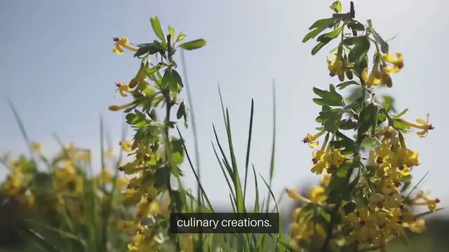 Video thumbnail for Edible Flowers You Can Grow in Your Garden