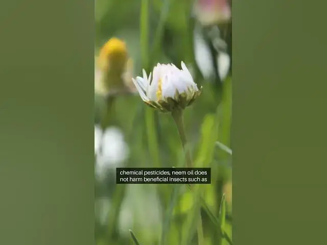 Video thumbnail for Importance of Neem Oil for Plants #gardeningtips #greenthumb #beginnergardeners #flowergarden