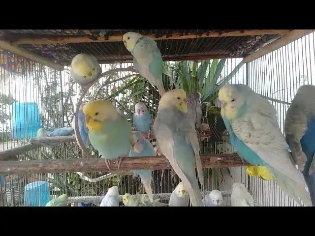 Video thumbnail for 💤 “Trilha sonora perfeita para dormir em minutos 💤”