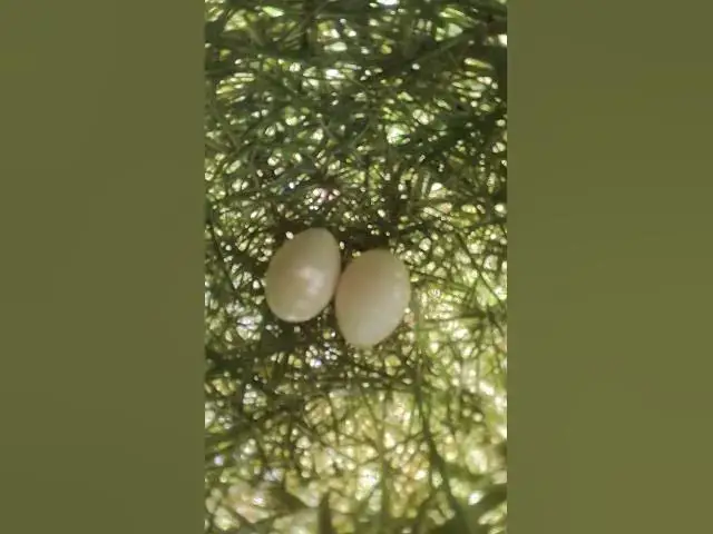 Video thumbnail for Two Egg Golden Bird  #egglaying #egg #nestegg #nestling #snail #eggproduction #nest #nature #birds
