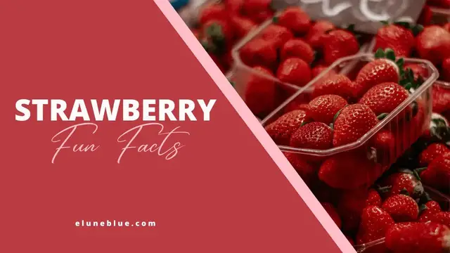 'Video thumbnail for 7 Surprising Facts About Strawberries | Elune Blue'