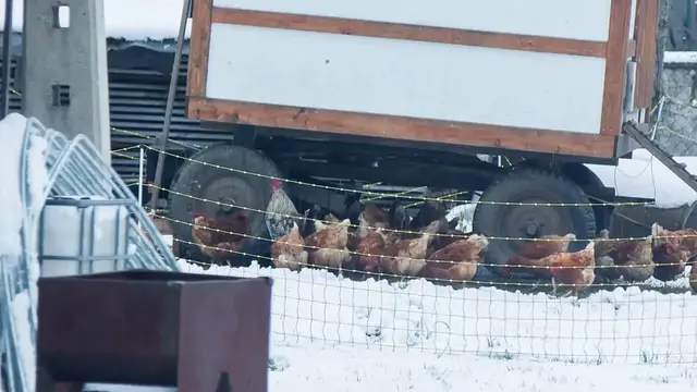 Video thumbnail for The Ultimate Guide to Building a Backyard Chicken Coop