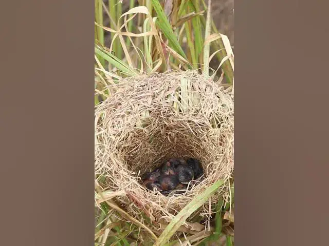 Video thumbnail for Baby Grown Sparrow In Nest EP#013 #nestegg #egglaying #satisfying #nestling #eggproduction  #nesting