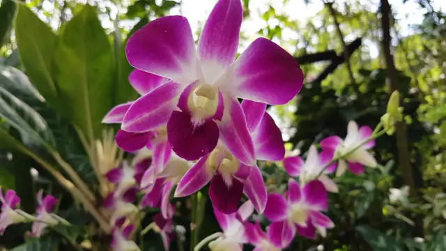'Video thumbnail for Le jardin aux Orchidées'