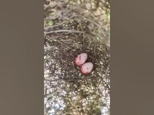 Video thumbnail for egg bird growth on nest  #birds #shortsviral