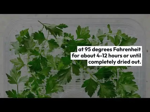 Video thumbnail for How To Dehydrate Cilantro - The Easy Way