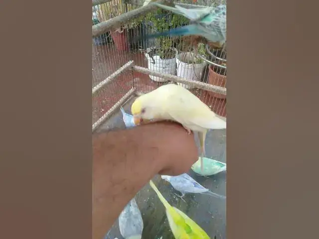 Video thumbnail for 🌅 “Manhã perfeita em segundos — veja 30 minutos completos de energia positiva ☀️”