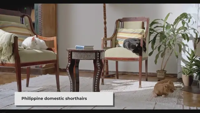 'Video thumbnail for The Puspin Cat Colors: A Fascinating Spectrum of Feline Beauty'