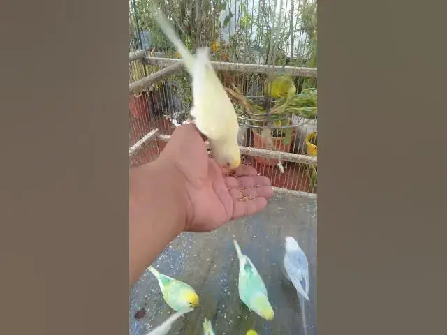 Video thumbnail for 💚 “15 segundos de serenidade… Experimente a versão longa de 1h ✨”