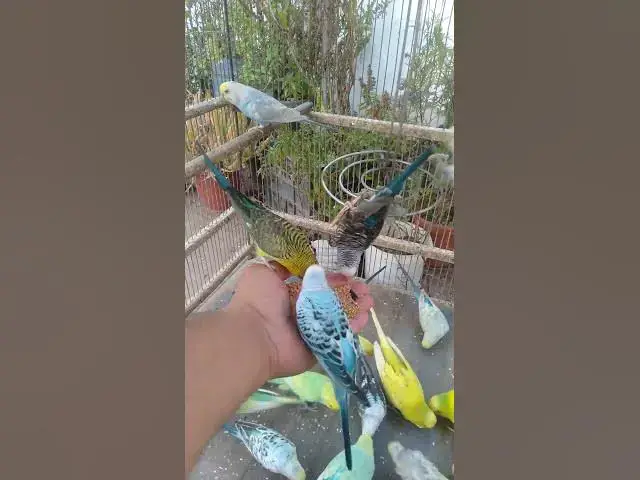 Video thumbnail for 💫 “Experimente 15 segundos… e continue 4 horas no paraíso sonoro 💚”