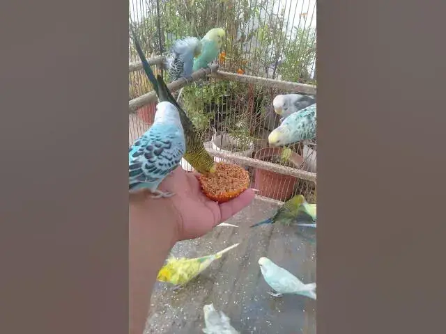 Video thumbnail for 🌿 “Mini Relax — Experimente 10 segundos de calma e continue 1h completa 🕊️”